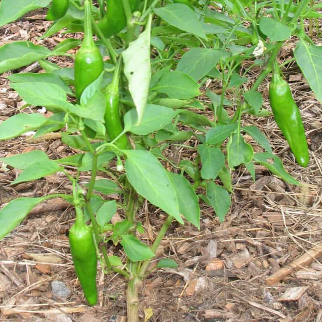 Friariello Pepper Seeds