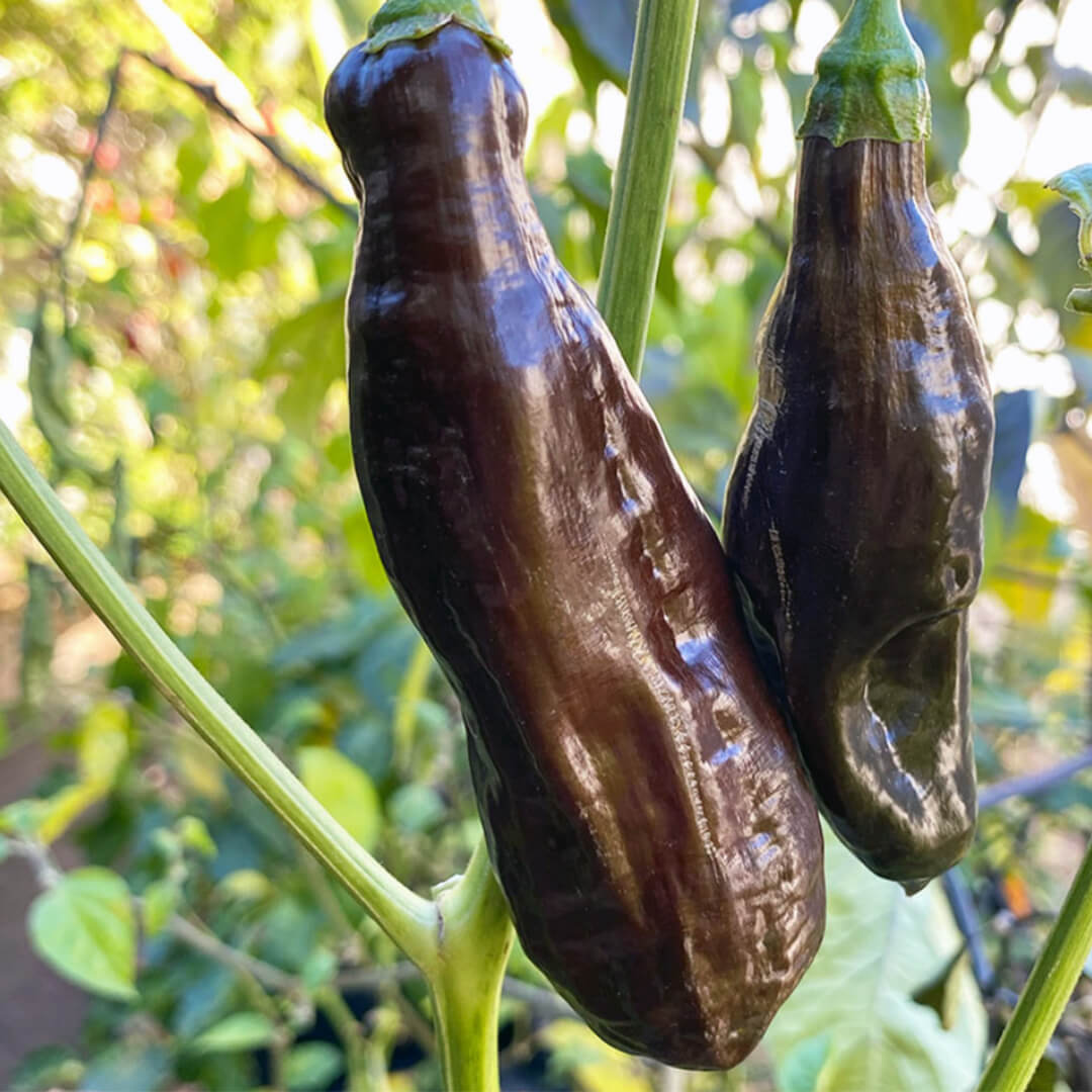 Aji Panca Seeds