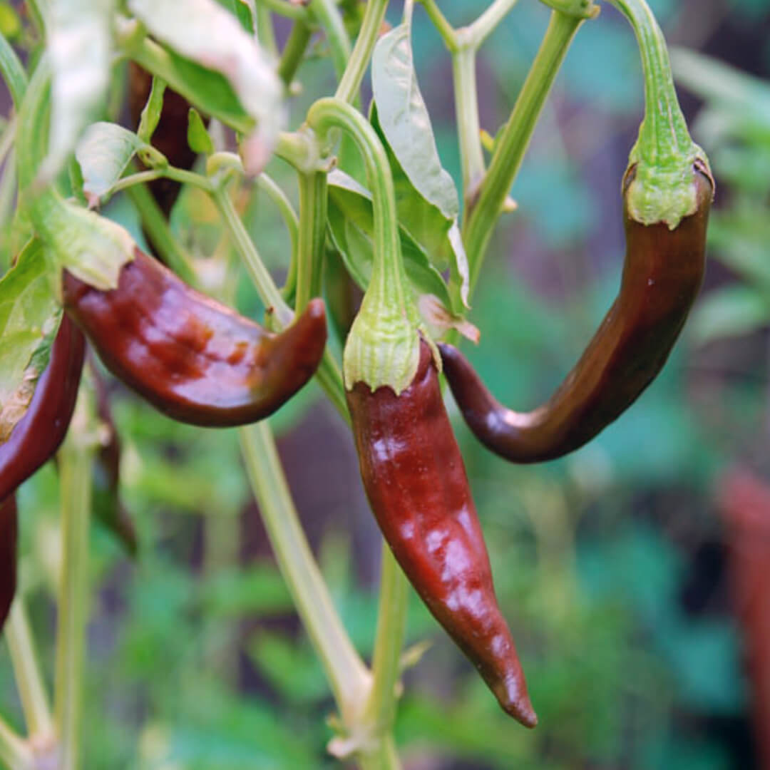 Aji Panca Seeds