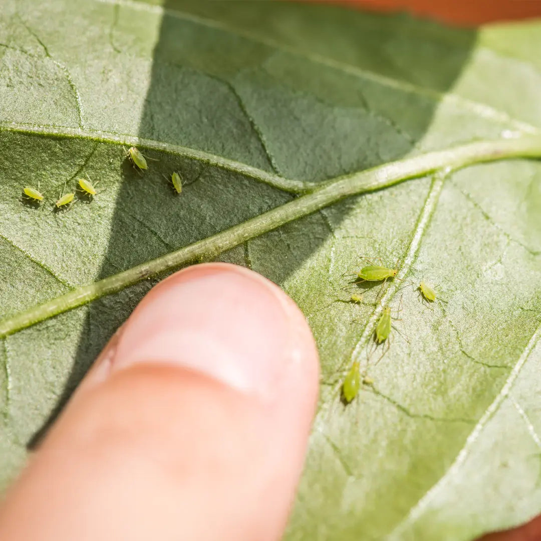 Chilli Seeds NZ Close up photo of leave with Aphids on