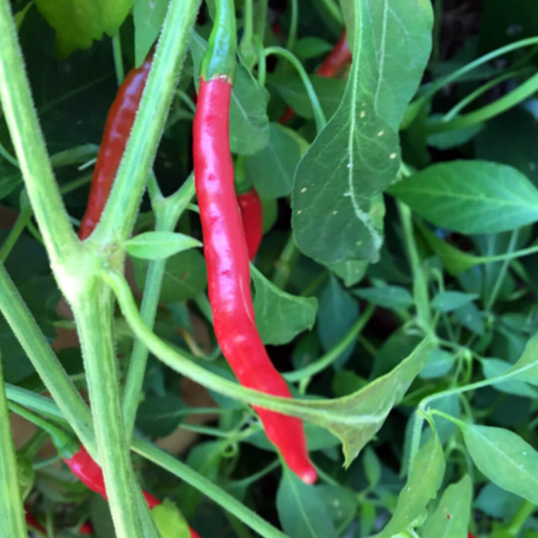 Chilli Seeds NZ Chile de árbol Chillies