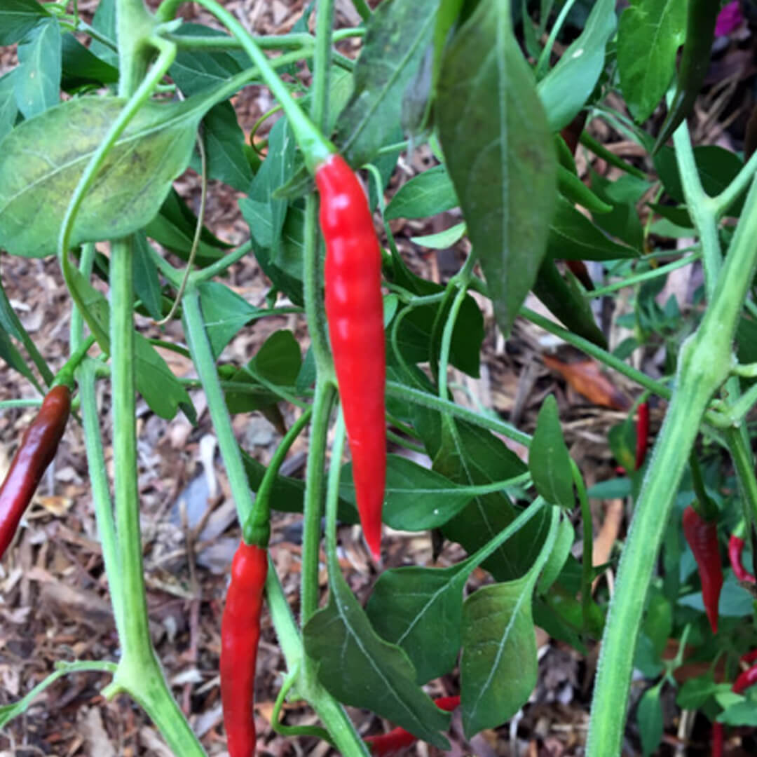 Chilli Seeds NZ Chile de árbol Chillies