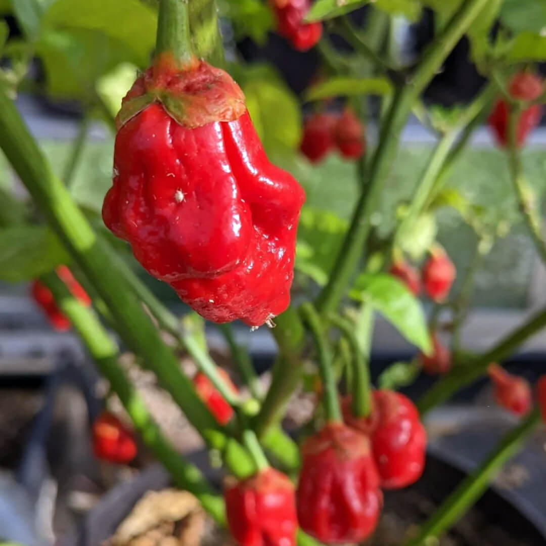 7 Pot Bubblegum Seeds