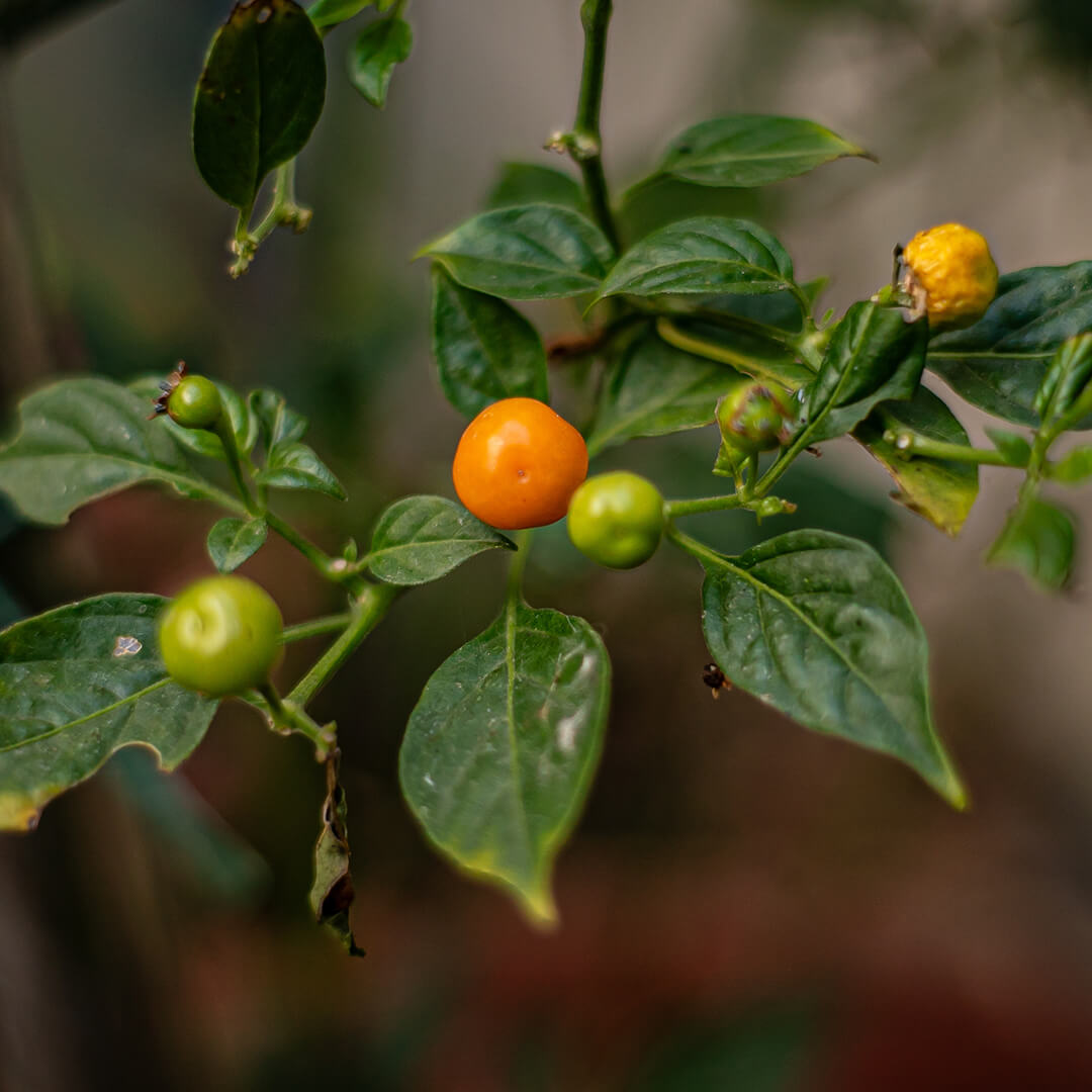 Chilli Seeds NZ Aji Charapita Chillies