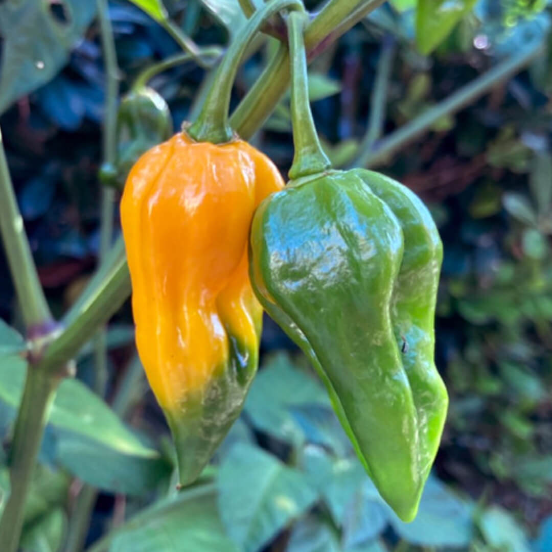 Devil's Tongue (Yellow) Seeds