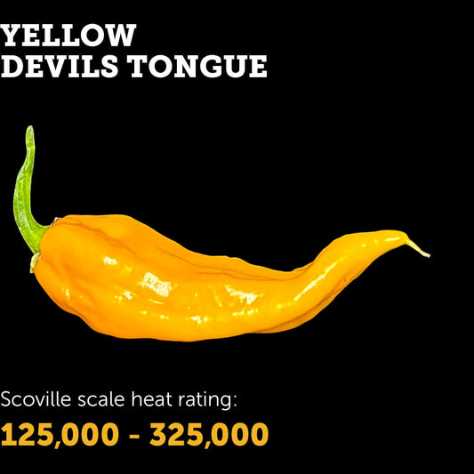 Devil's Tongue (Yellow) Seeds