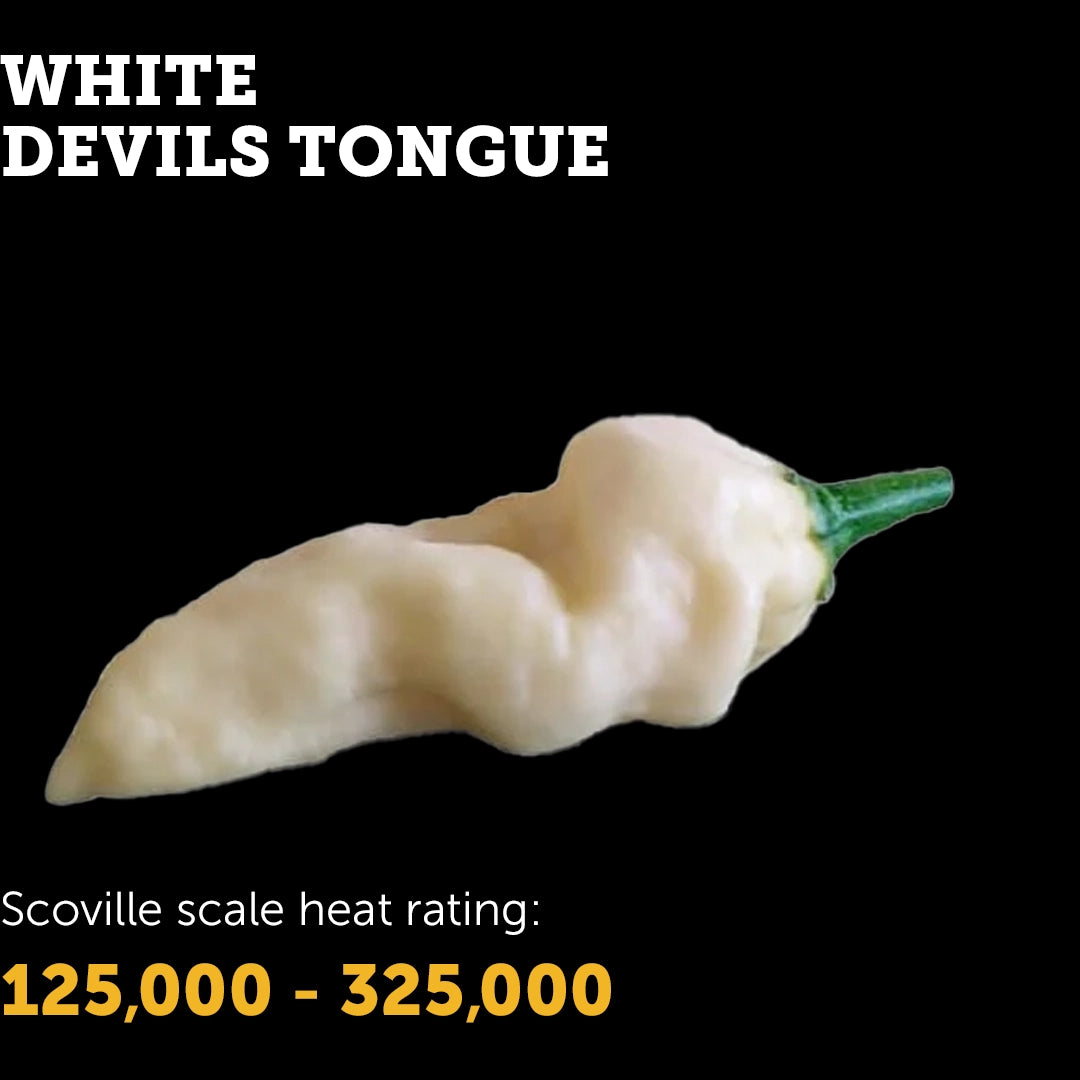 Devil's Tongue (White) Seeds