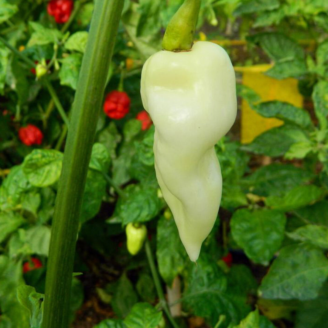 Fatalii (White) Seeds