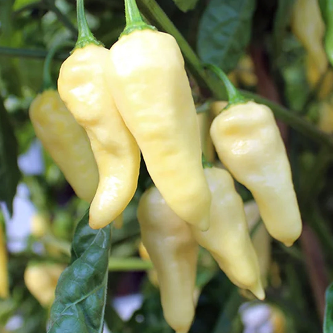 Fatalii (White) Seeds