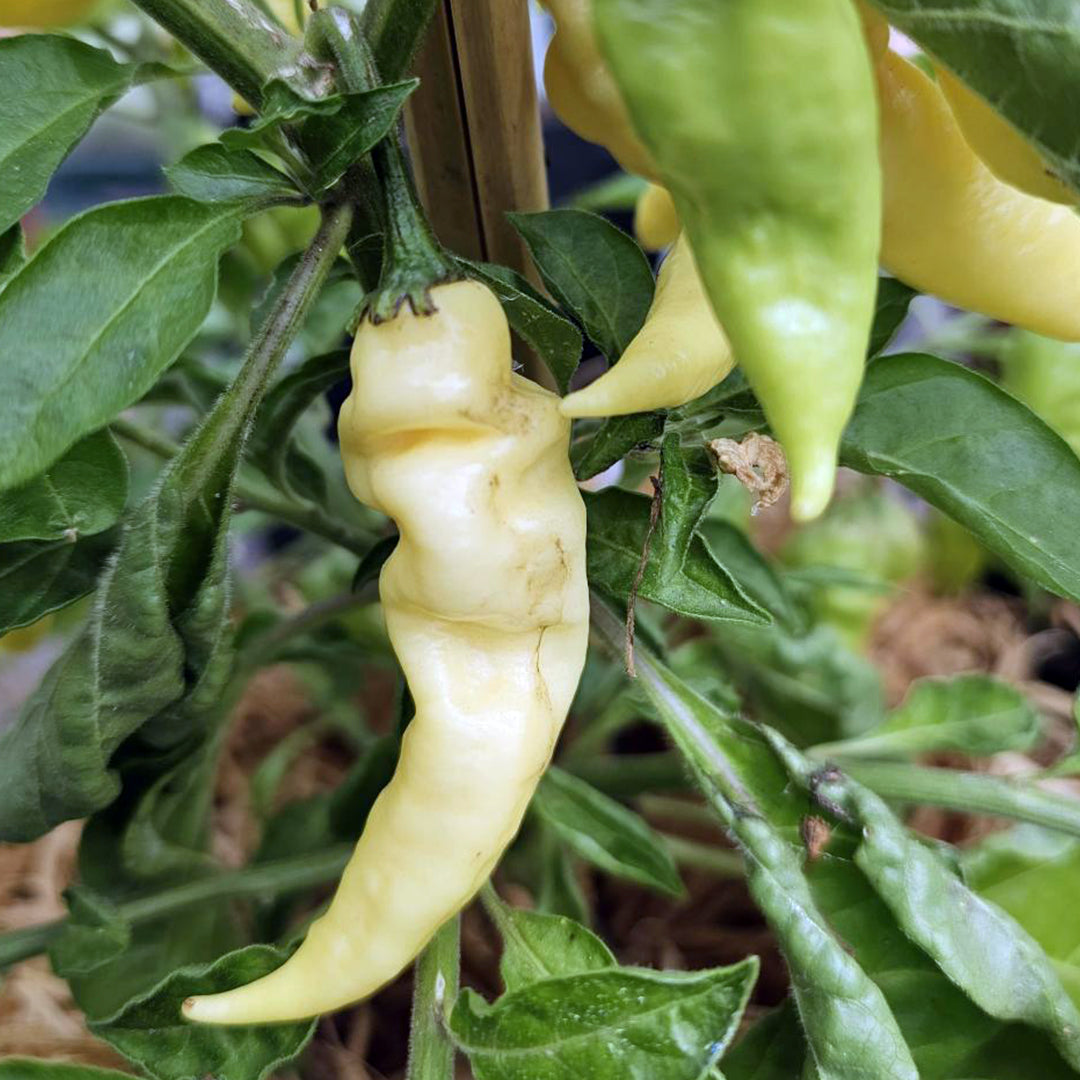 Fatalii (White) Seeds