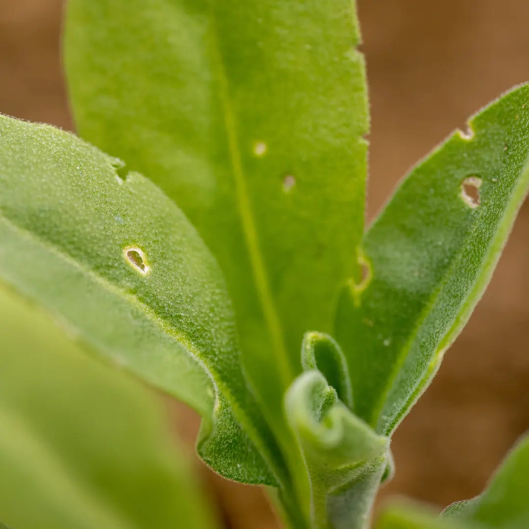 Chilli Seeds NZ close up leaf eaten by a Flea Beetle