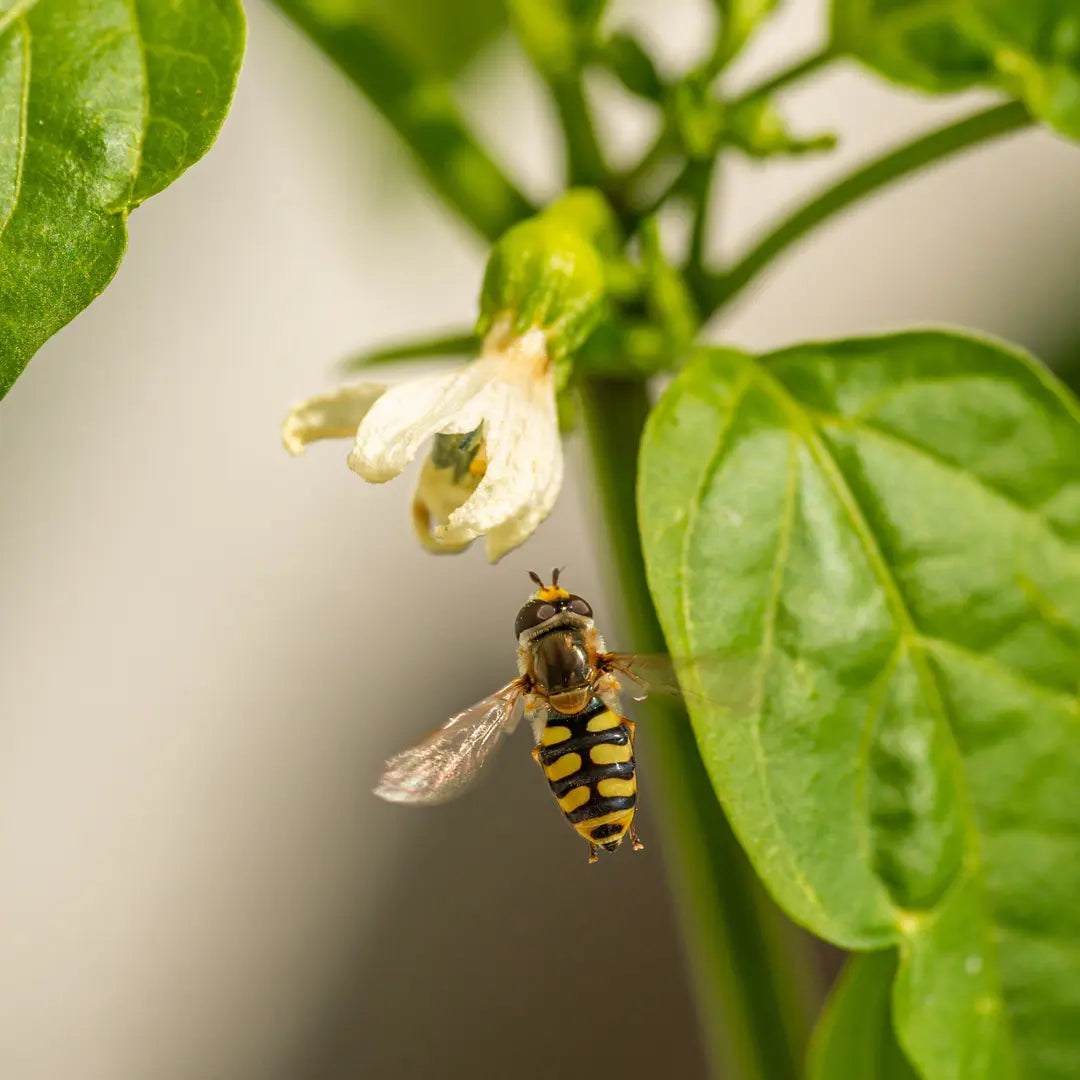 Chilli Seeds NZ close up image of Hoverfly on a leaf