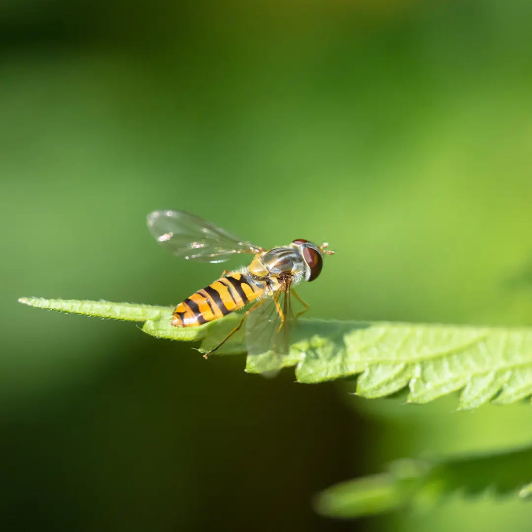 Chilli Seeds NZ close up image of Hoverfly on a leaf