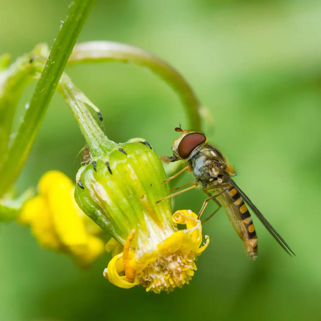 Chilli Seeds NZ close up image of Hoverfly on a flower