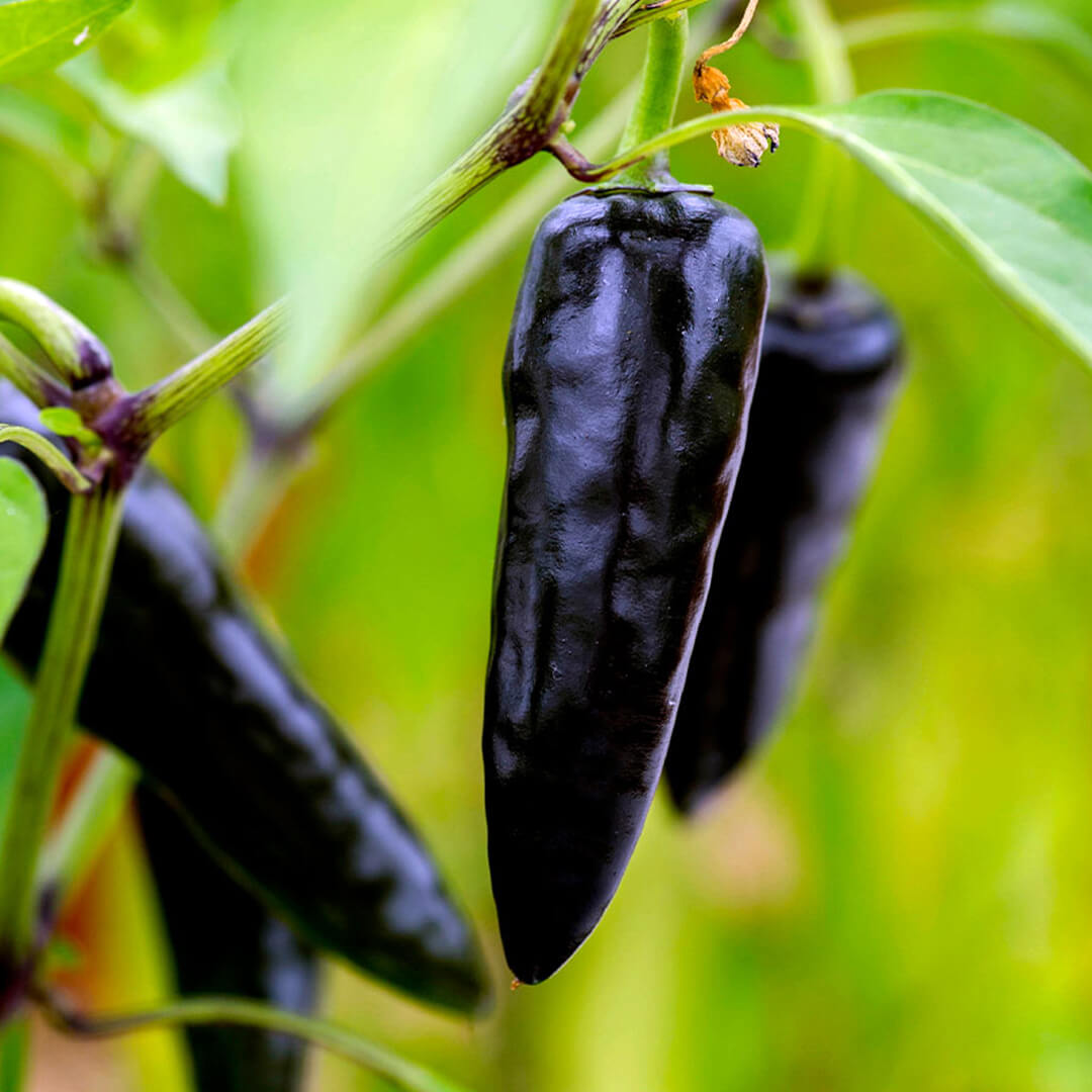 Hungarian Black Seeds