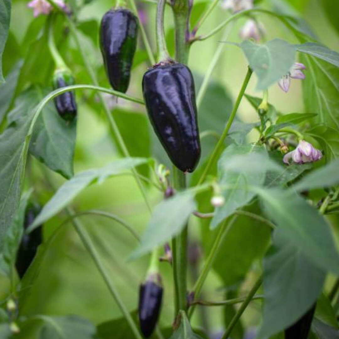 Hungarian Black Seeds