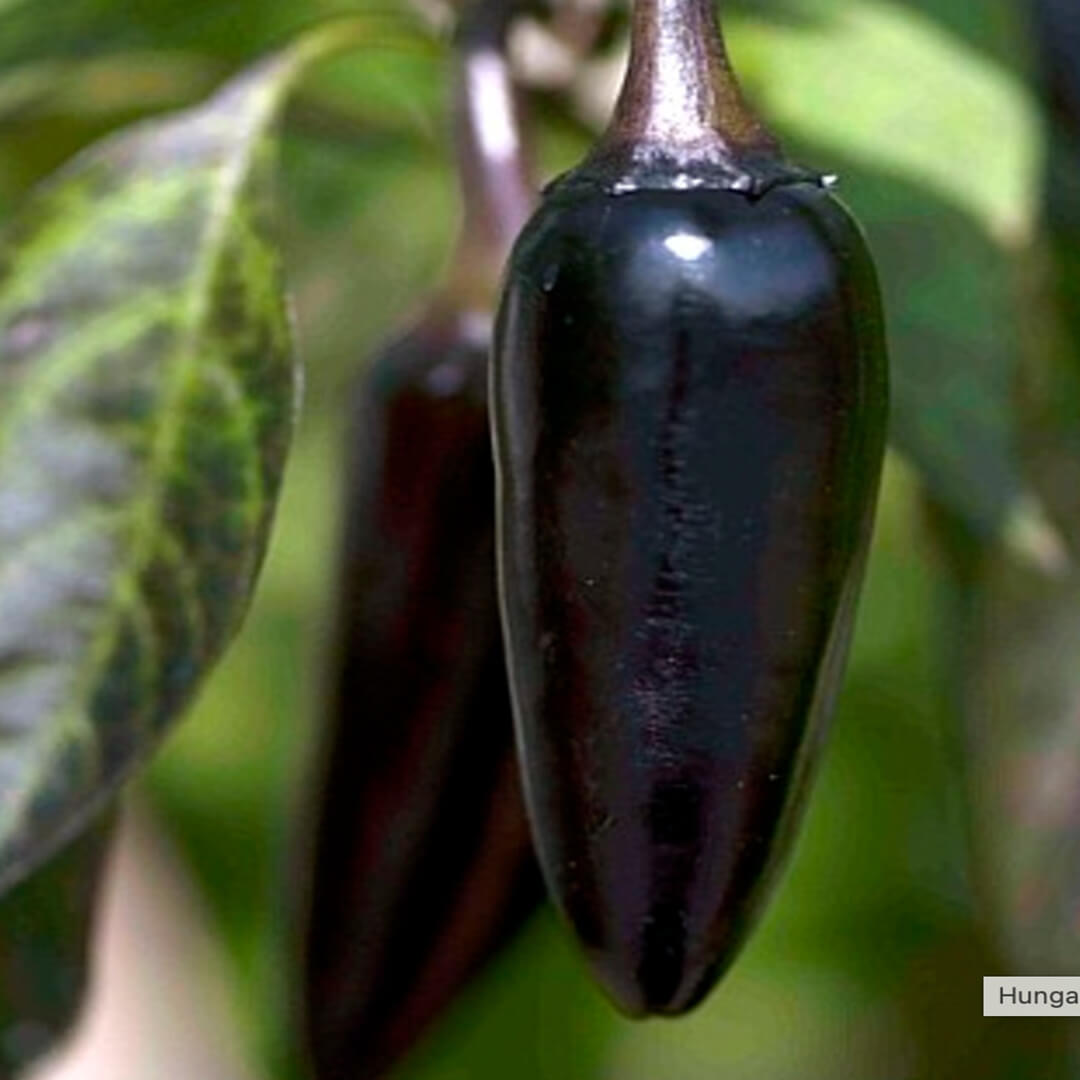 Hungarian Black Seeds