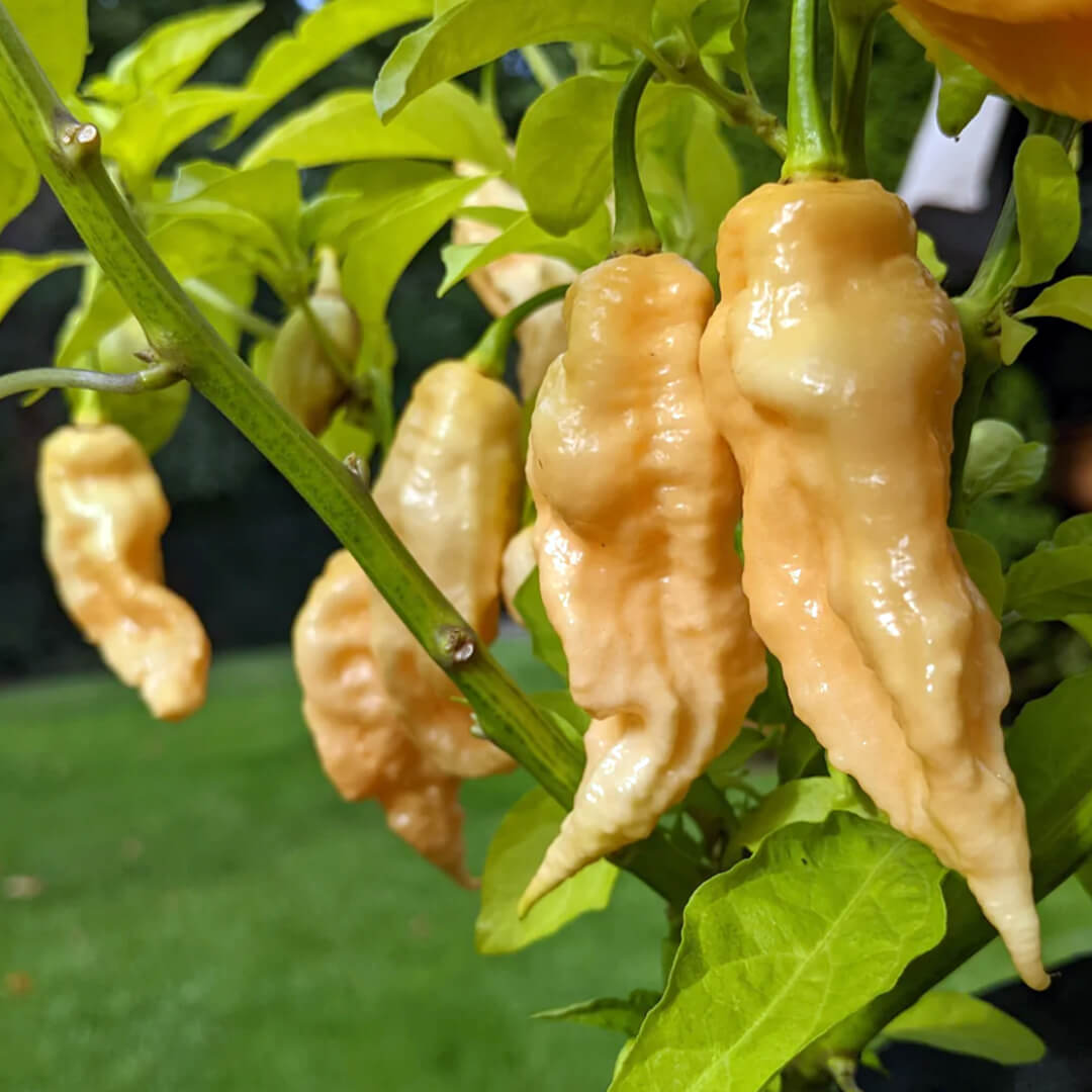 Grow Jay’s Peach Ghost Scorpion Peppers with Ignition Seeds – Ignition ...