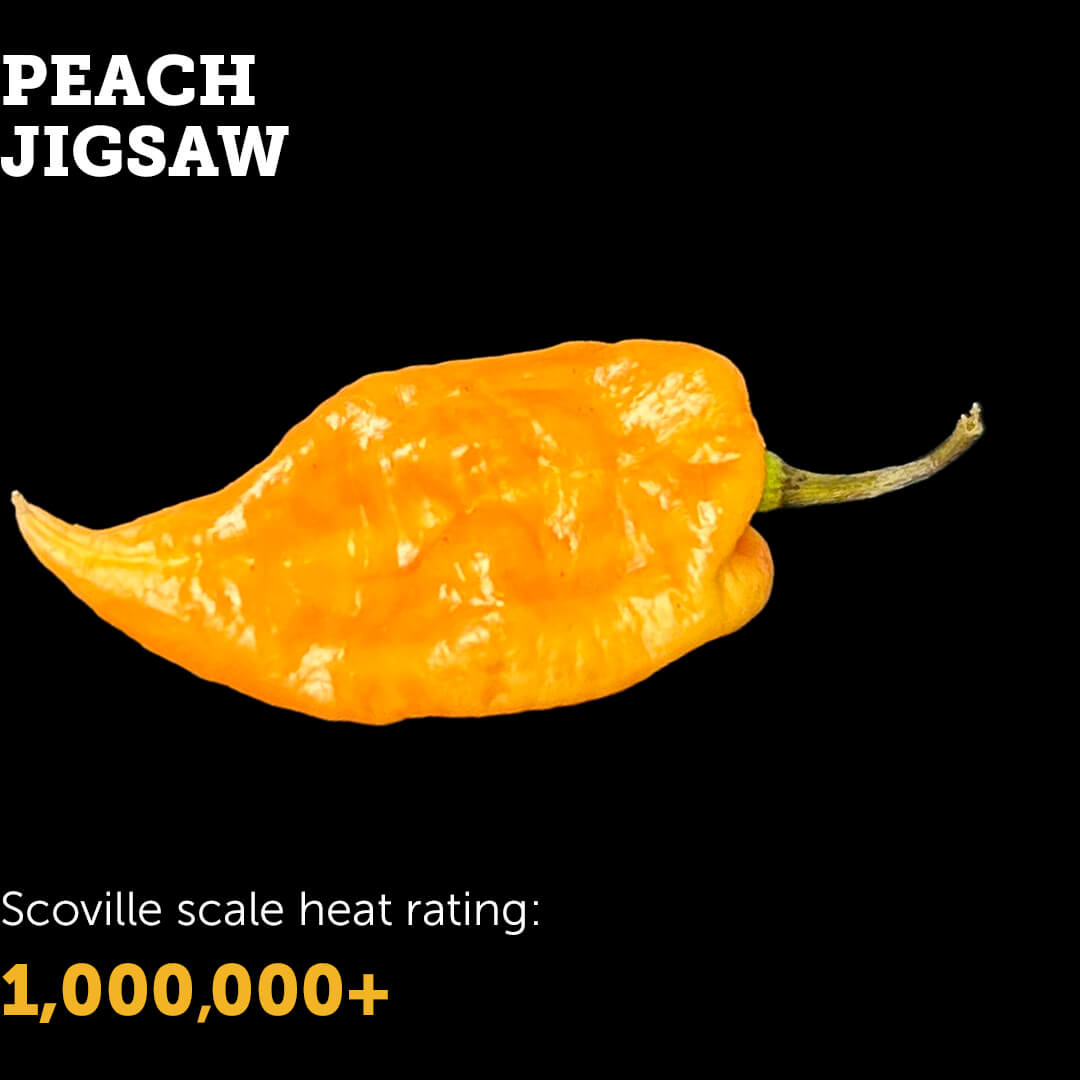 Peach Jigsaw Chilli Seeds | Ignition Seeds – Grow the Heat – Ignition ...