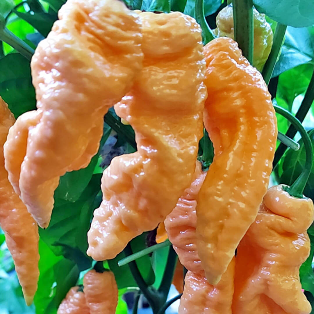 Bhut Jolokia (Peach) Seeds