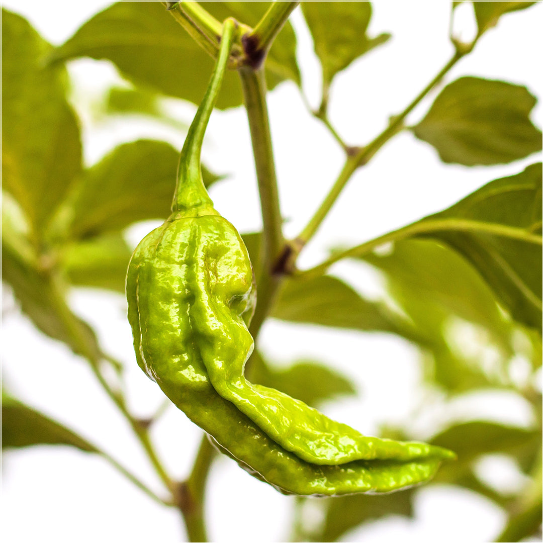 Bhut Jolokia (Yellow) Seeds