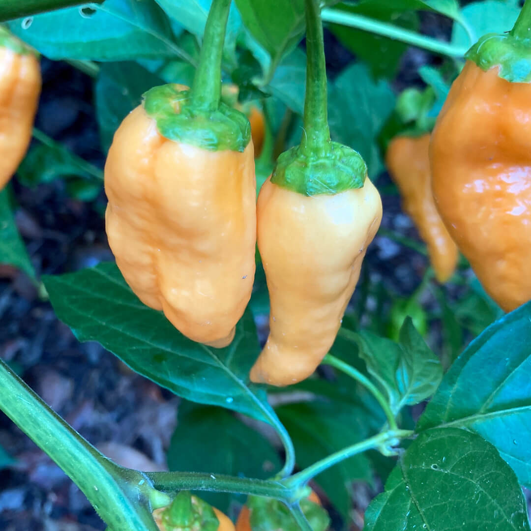 Bhut Jolokia (Peach) Seeds