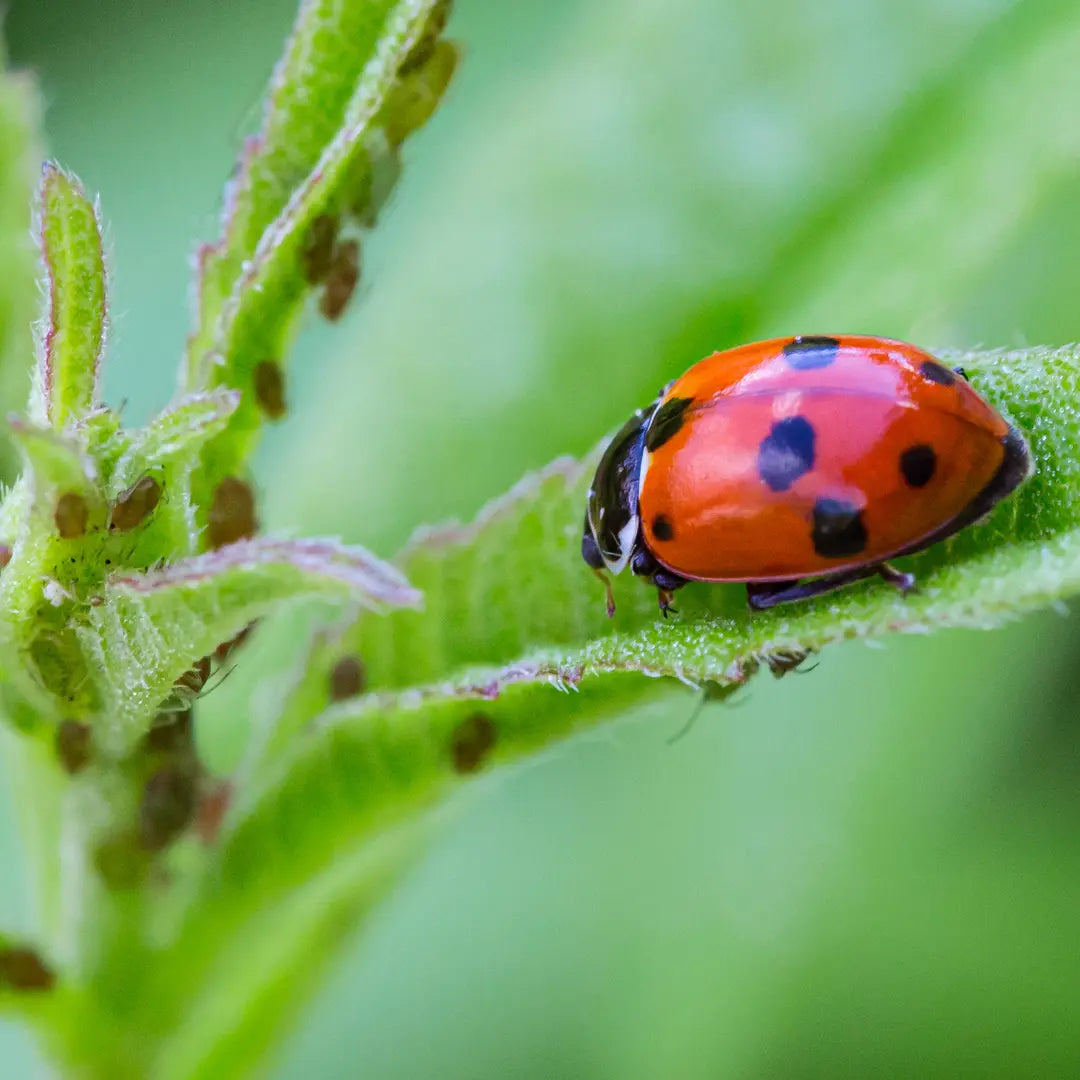 Chilli Seeds NZ Close up photo of a Ladybug