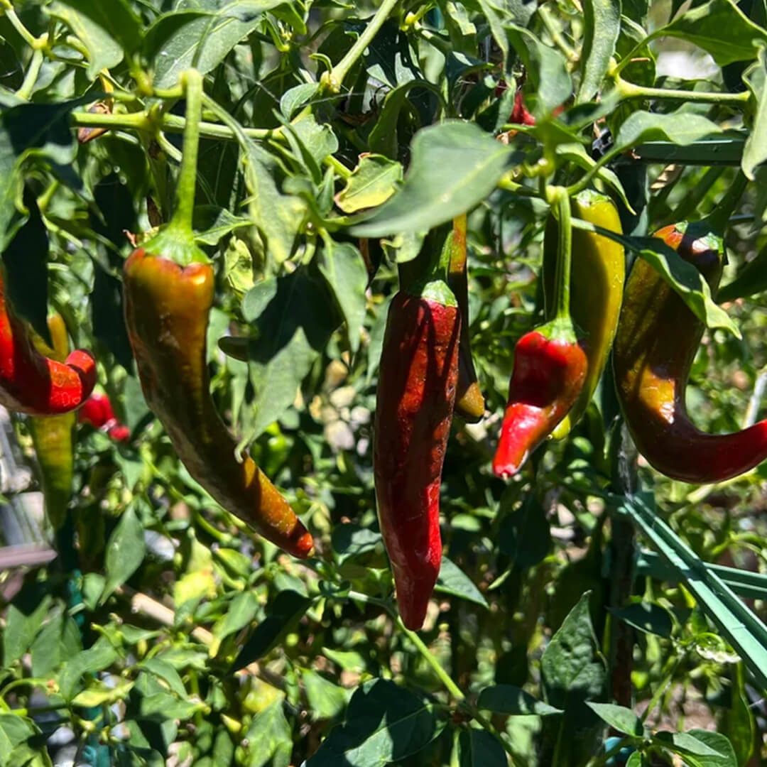 Chilli Seeds NZ Mirasol Chillies