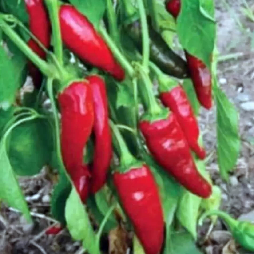 Chilli Seeds NZ Mirasol Chillies