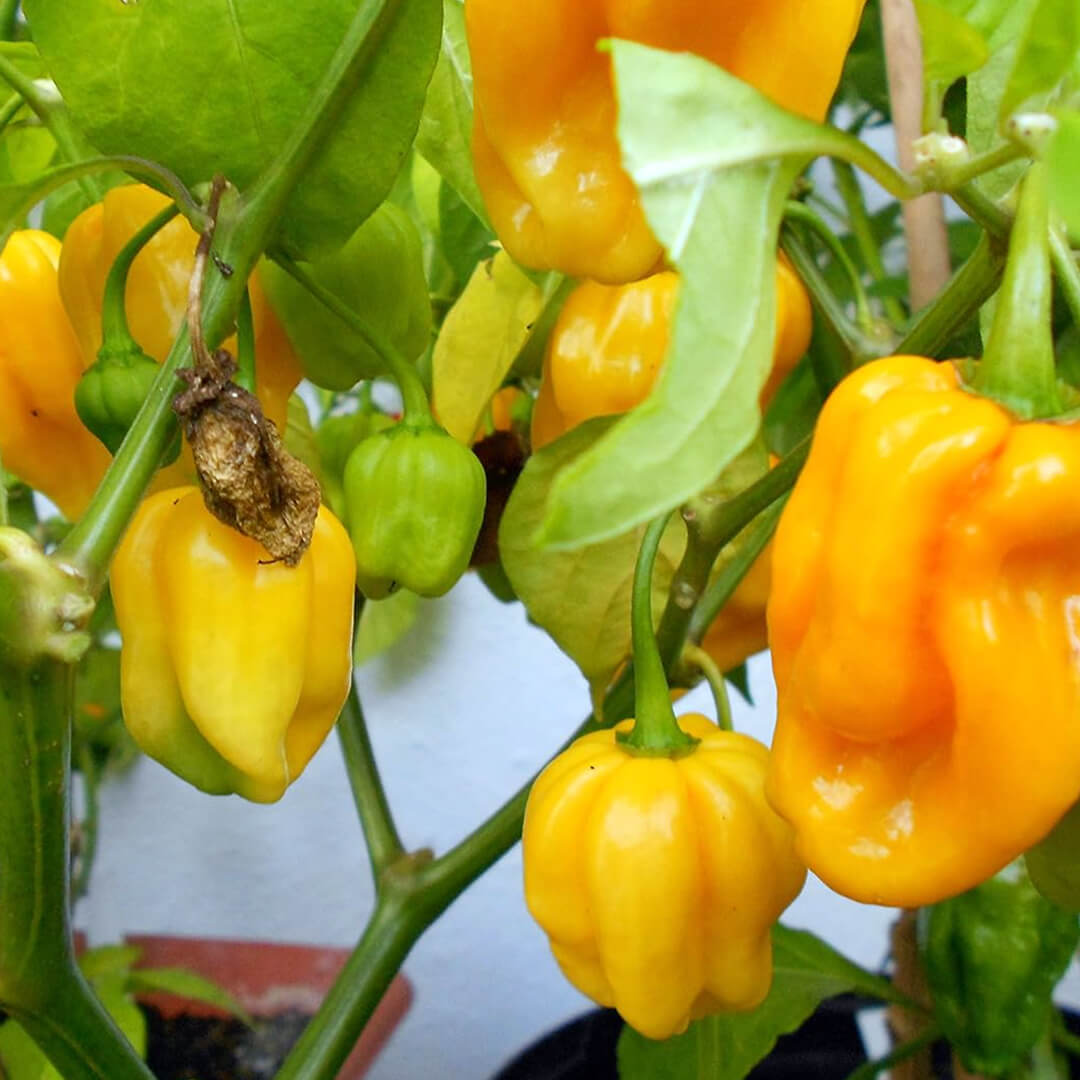 Dorset Naga (Orange) Seeds