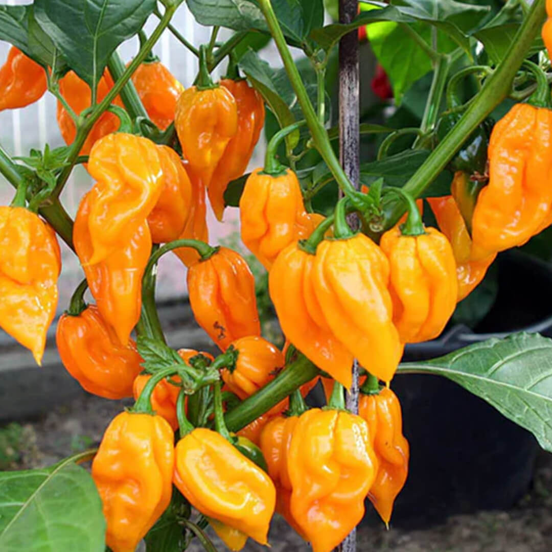 Dorset Naga (Orange) Seeds