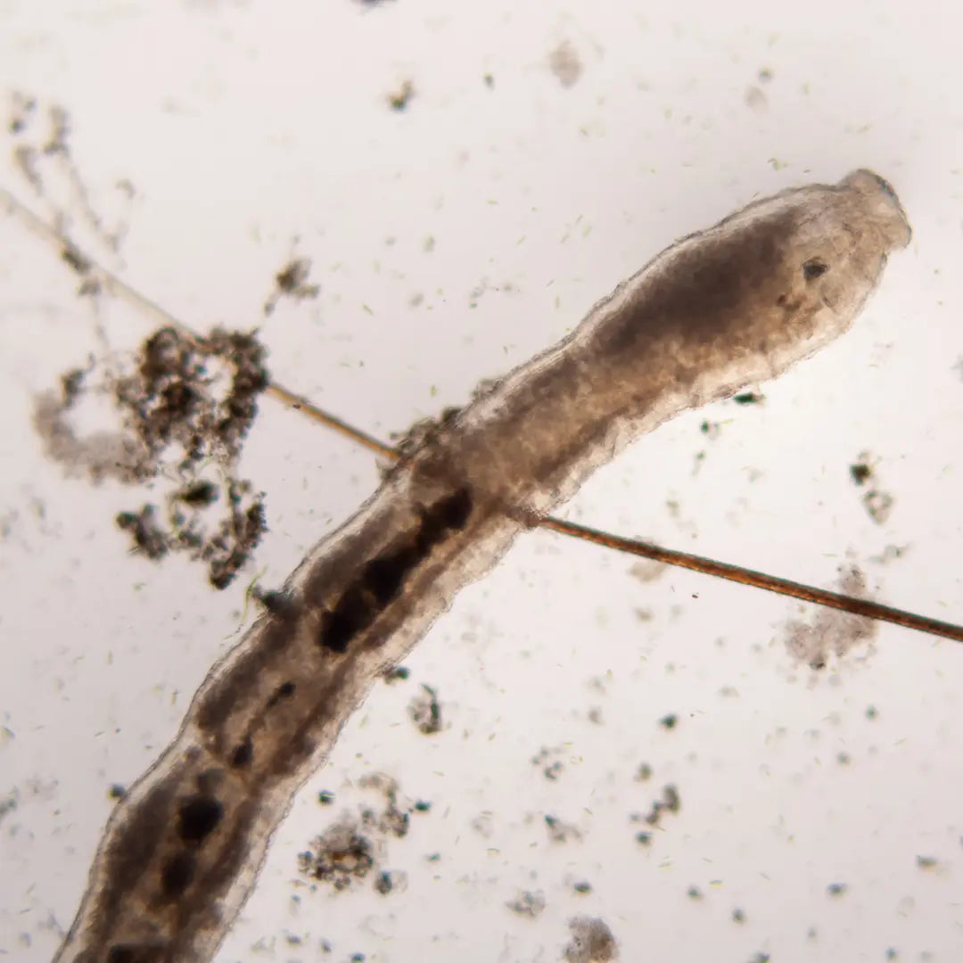 Chilli Seeds NZ close up image of Nematode