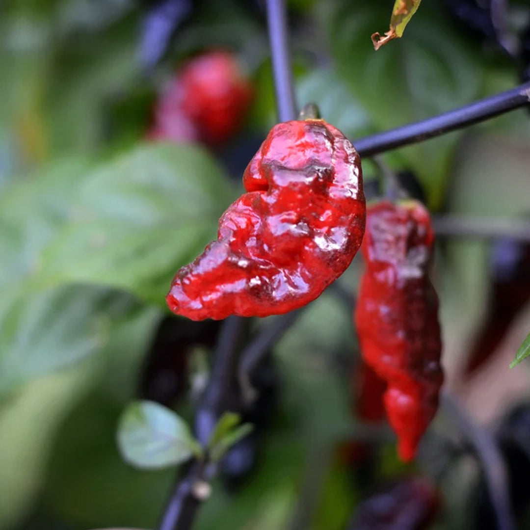 Pimenta Leopard Seeds