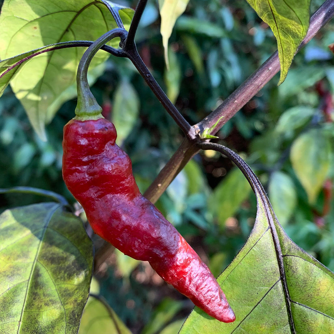 Pimenta Leopard Seeds