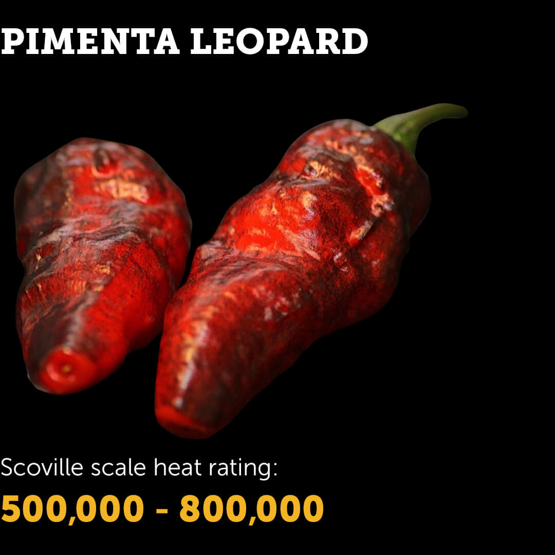 Pimenta Leopard Seeds