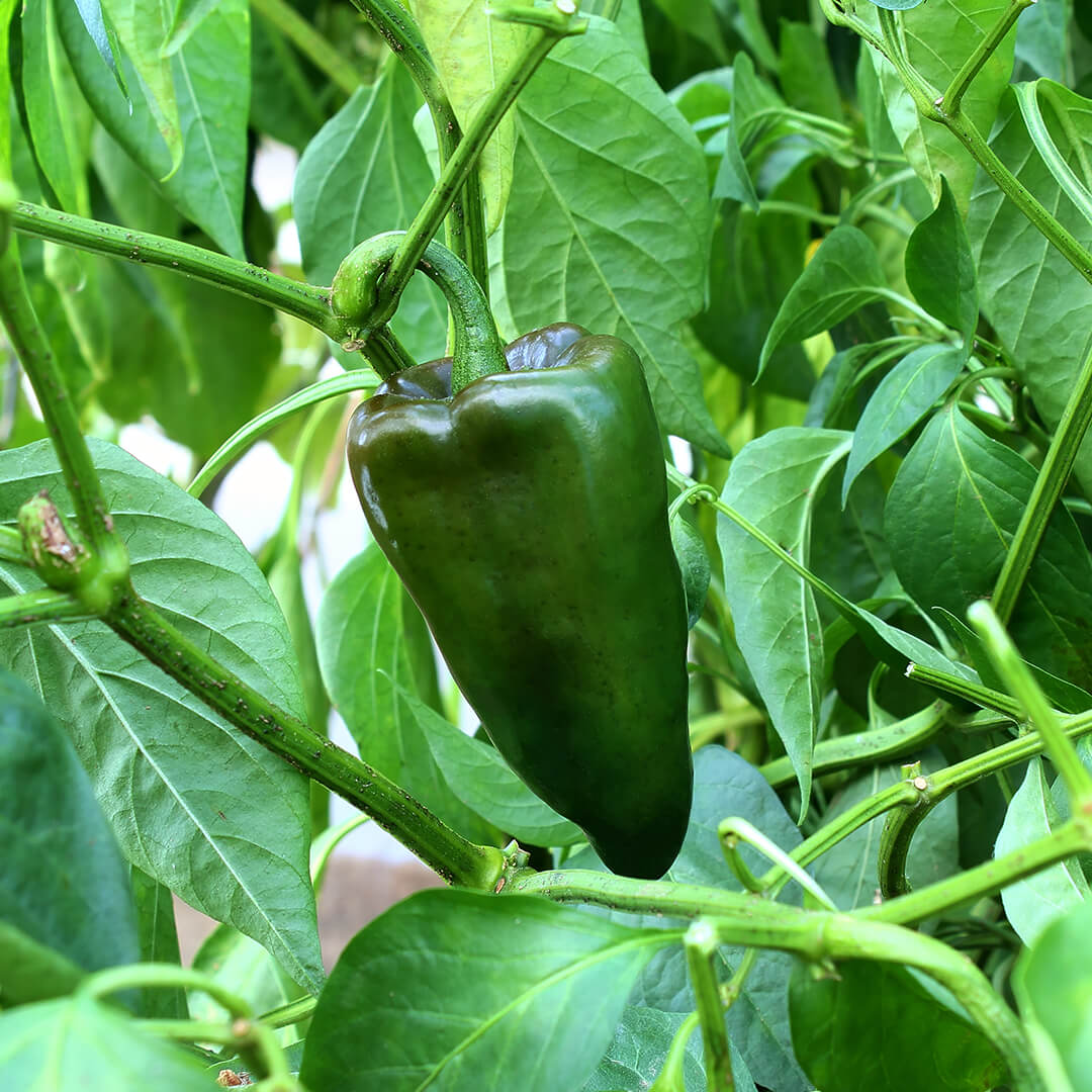 Chilli Seeds NZ Poblano Chilli