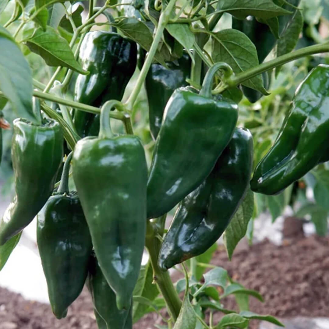 Chilli Seeds NZ Poblano Chilli