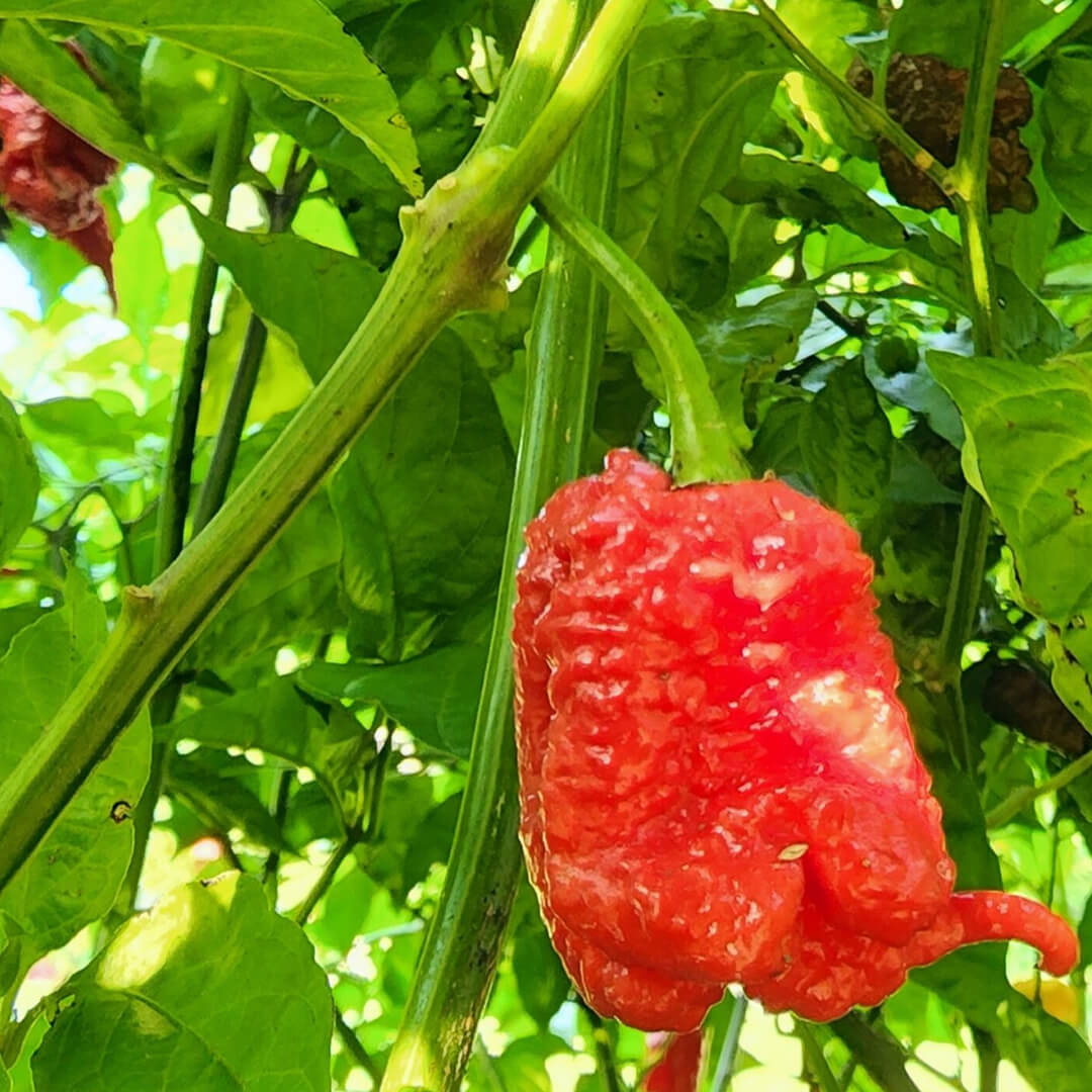 Primotalii Seeds