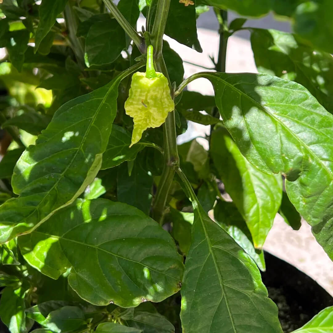 Primotalii Seeds