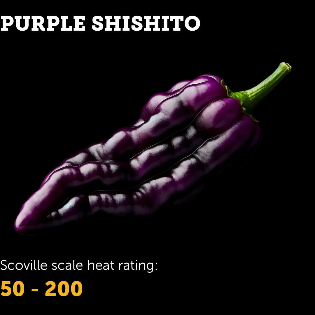 Chilli Seeds NZ Purple Shishito Chilli