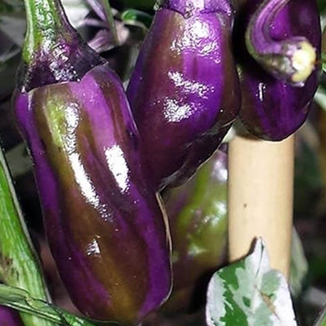 Purple Tiger Seeds