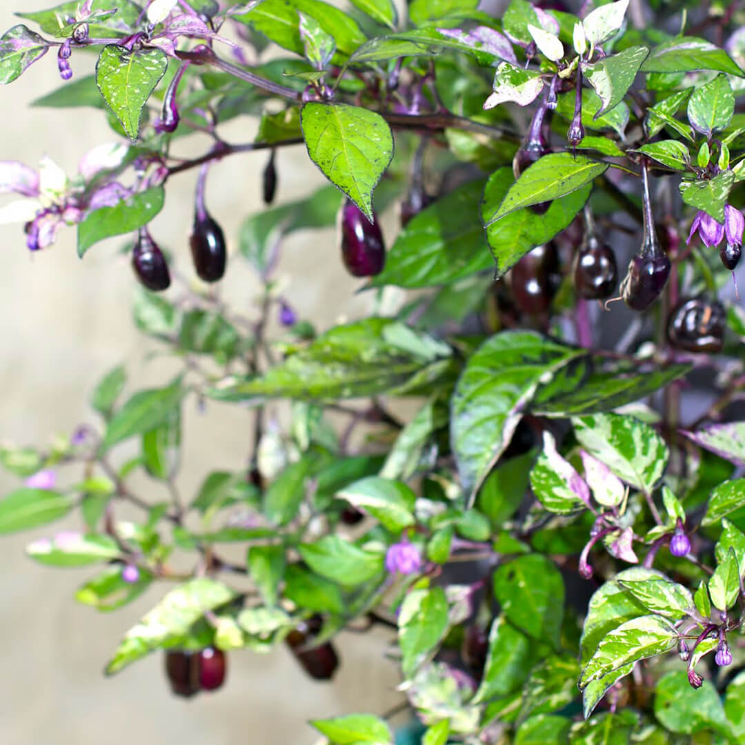 Purple Tiger Seeds