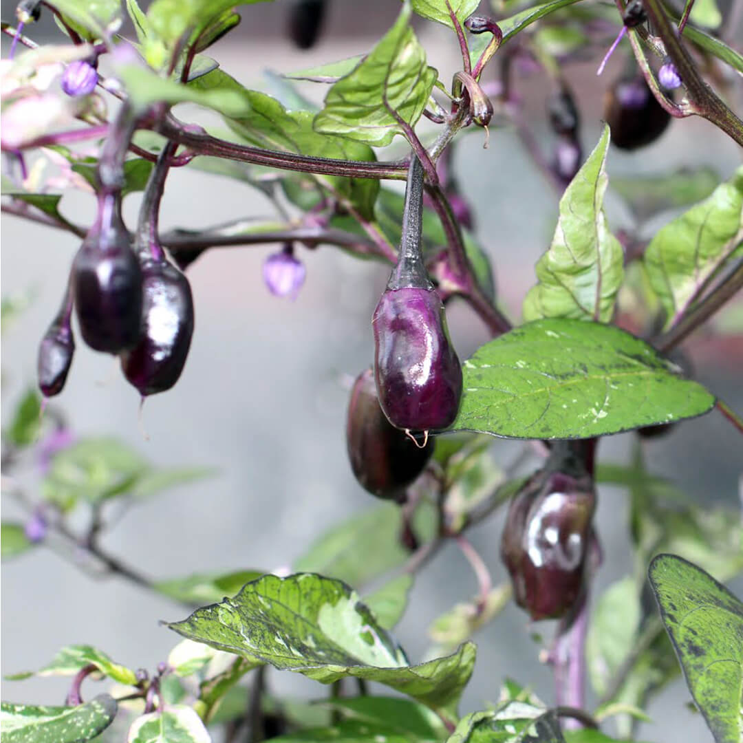 Purple Tiger Seeds