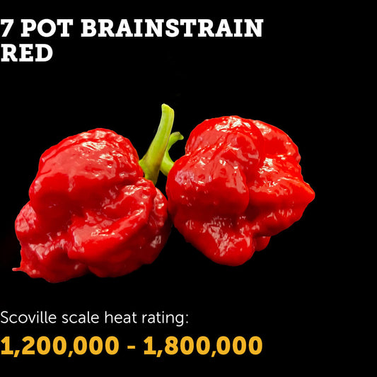 7 Pot Brain Strain (Red) Seeds