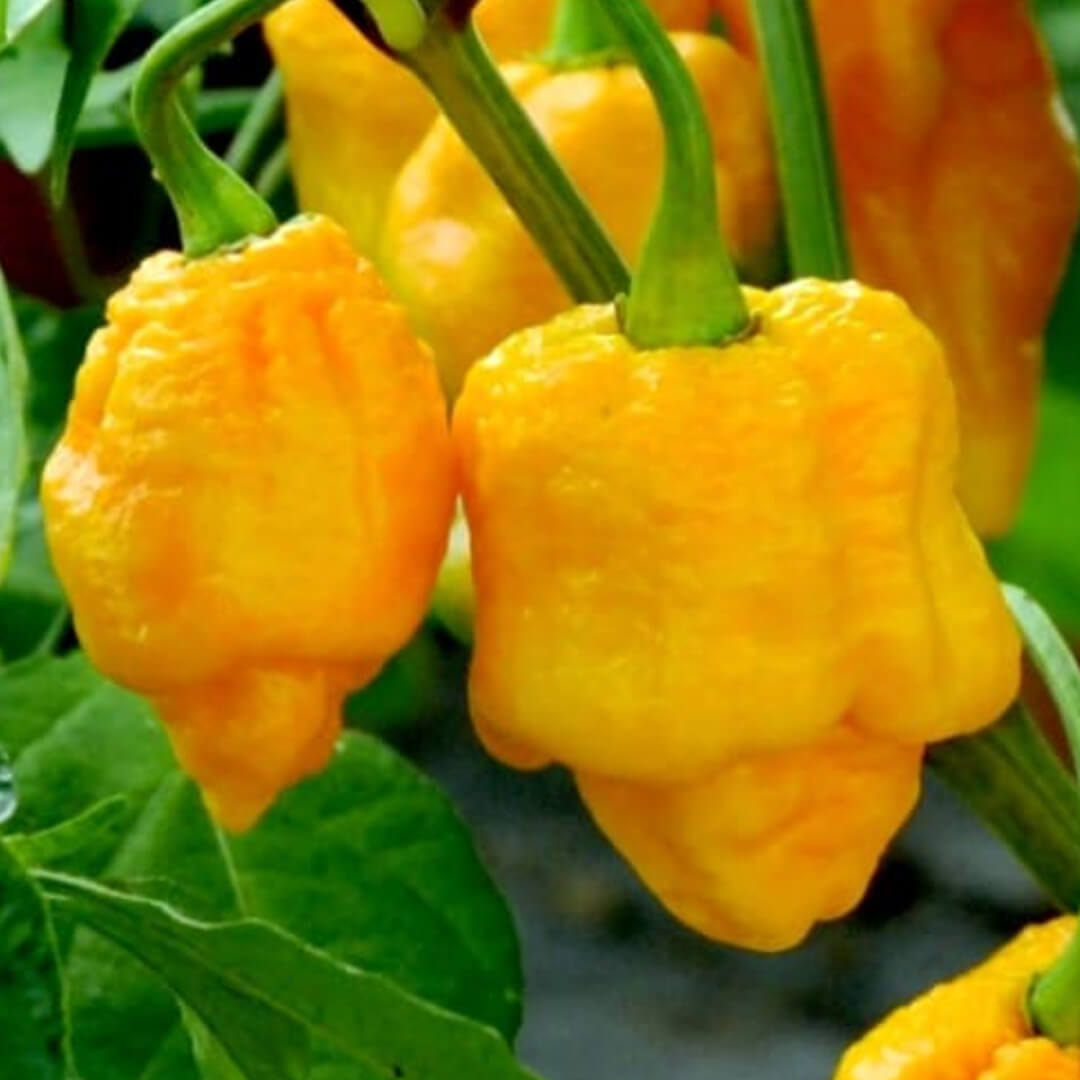 Chilli Seeds NZ Yellow Moruga Scorpion Chillies