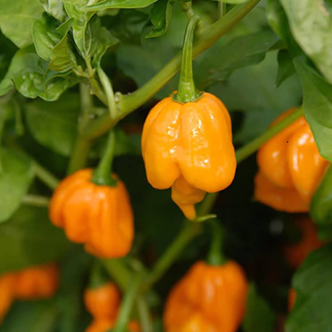 Chilli Seeds NZ Yellow Moruga Scorpion Chillies