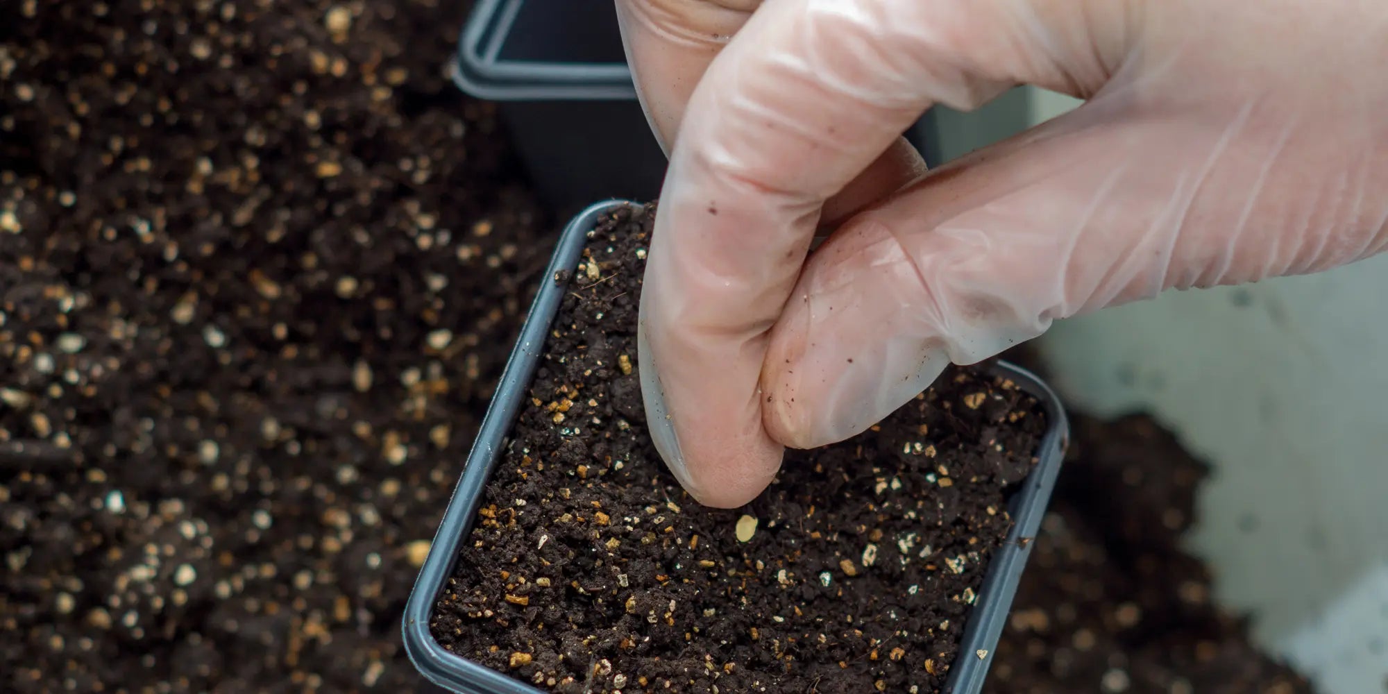 Chilli Seeds NZ Chilli seed being planted