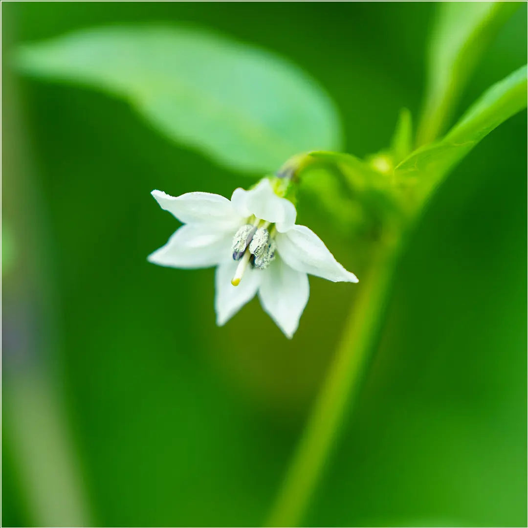 Chilli Seeds NZ Shishito Flower