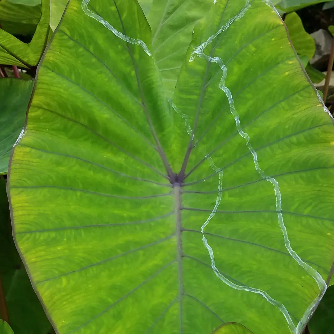 Chilli Seeds NZ close up image of a leaf with a Slug or Snail trail on it