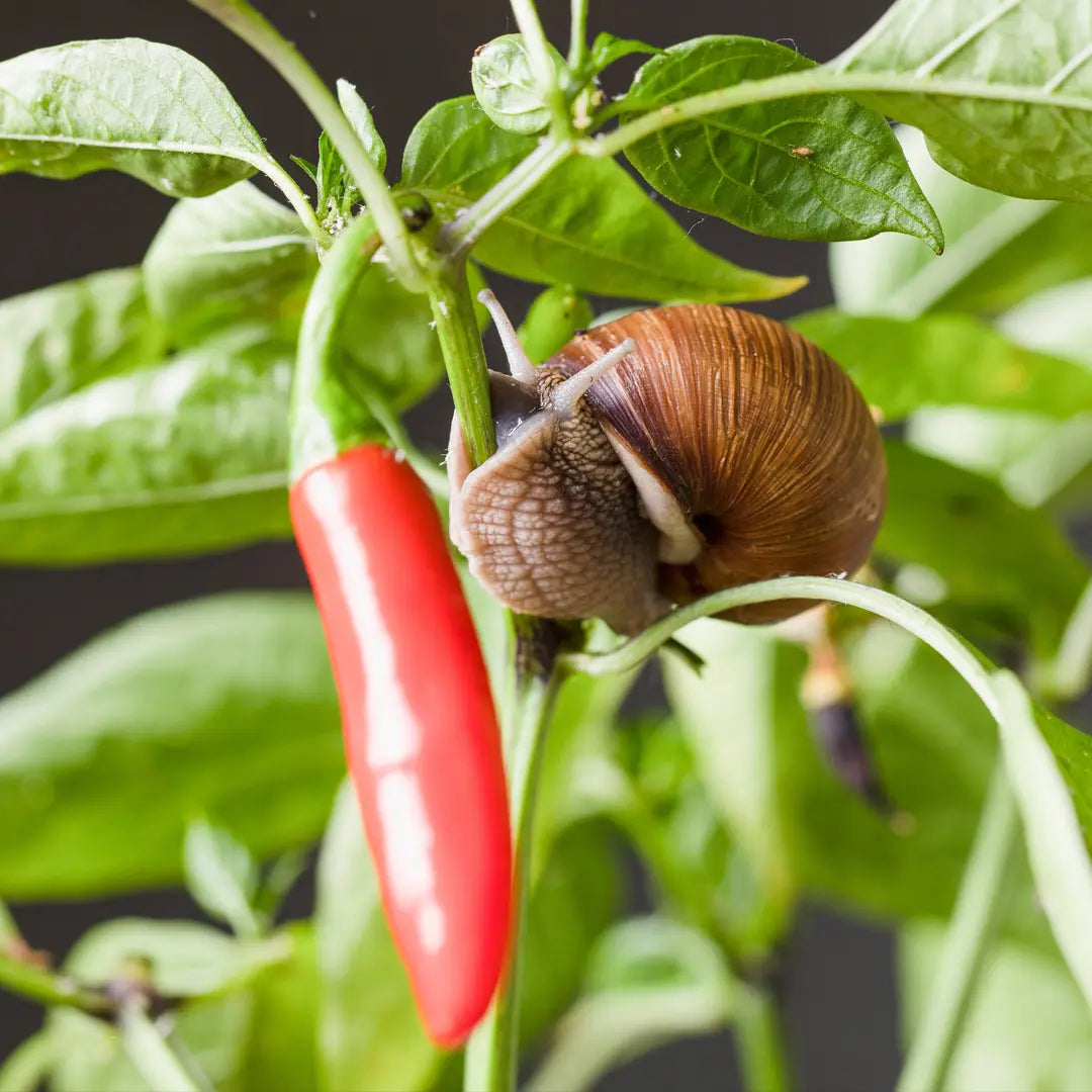 Chilli Seeds NZ close up image of a Snail on a chilli plant